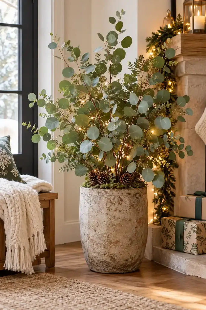 Eucalyptus potted in a corner